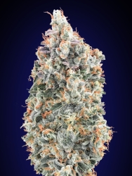 Blueberry Fast - 00 Seeds