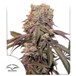 Auto Candy Bubatz XL - Dutch Passion