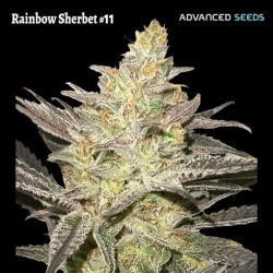 Rainbow Sherbet #11 - Advanced Seeds