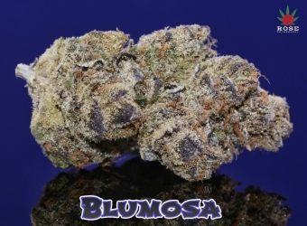 Blumosa S1 - Mosca Seeds