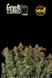 Superior Terp & Tonic Auto - Seedstockers