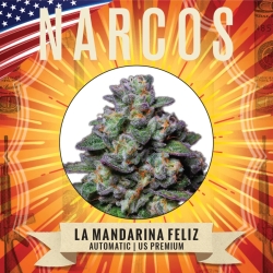 La Mandarina Feliz Auto - Narcos Seeds