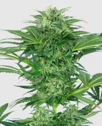 Skunk Dream CBD - Sensi Seeds