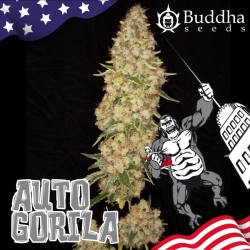 Gorilla Auto - Buddha Seeds