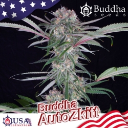 Auto Zkitt - Buddha Seeds