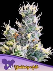 Yuhbary Auto - Anesia Seeds