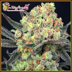 Candy Mintz - Dr Krippling Seeds