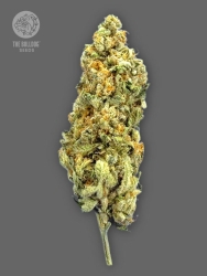 TB Kush - The Bulldog Seeds