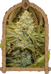 Exotic Animal - Exotic Seeds