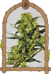 Mango Cream Reg. - Exotic Seeds