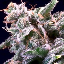 Banana Cream Sundae - Atlas Seeds