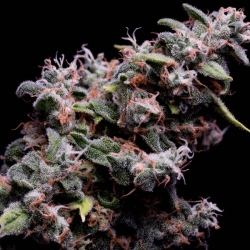 Hazy Kush S1 - Green Bodhi