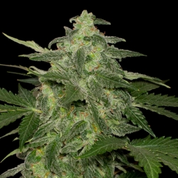 Auto Diesel-Matic - Black Scull Seeds