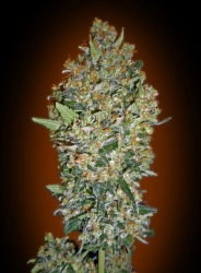 Cheese Berry - 00 Seeds