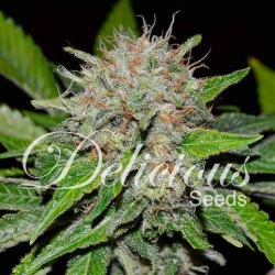 Deep Mandarine CBD - Delicious Seeds