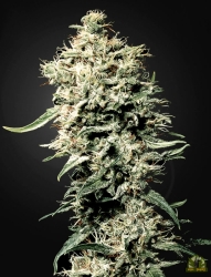 White Rhino - Green House Seeds