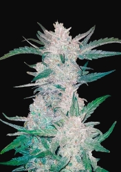 Mexican Airlines Auto - FastBuds Seeds