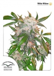 White Widow - Dutch Passion