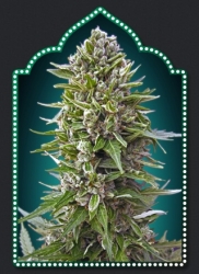 Auto Northern Lights - 00 Seeds