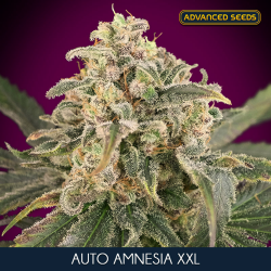 Auto Amnesia XXL - Advanced Seeds