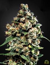 Jack Herer - Green House Seeds