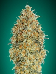 Auto Gorilla Blue - Advanced Seeds