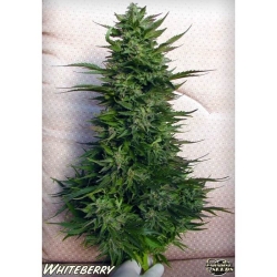 White Berry - Paradise Seeds