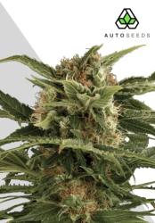 Auto Pounder Autoflower - Auto Seeds