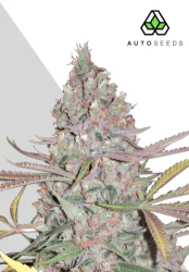 Berry Ryder Autoflower - Auto Seeds