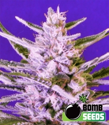 Ice Bomb - Bomb Seeds