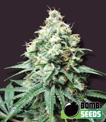 Kush Bomb - Bomb Seeds