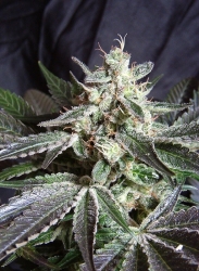 Black Jack Fast Version - Sweet Seeds