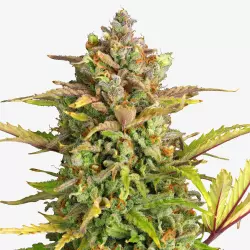 Candy Shopz Automatic ±18% | Auto-Flowering Cannabis Samen Anbau-Set