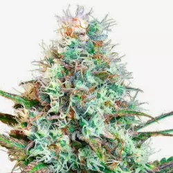 WEEZEL Pot ±27% THC | Feminisierte Cannabis Samen Homegrow Set