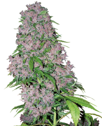 Purple Bud Feminisierte Hanfsamen von White Label, 1 Samen