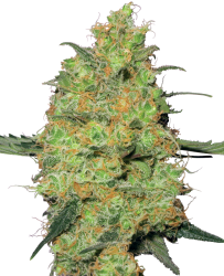 Master Kush Feminisierte Hanfsamen von White Label, 3 Samen