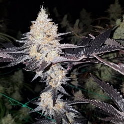 Double Lemon Pie regulär - Dark Horse Genetics