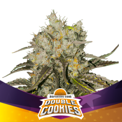 Double Cookies - BSF Seeds