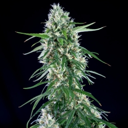 Super Silver Bilbo - Genehtik Seeds