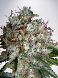 Big Bud XXL - Ministry of Cannabis