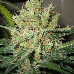 Pure Power Plant - Nirvana Seeds