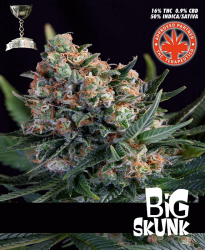 Big Skunk - Pure Seeds