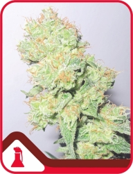 Y Griega - Medical Seeds