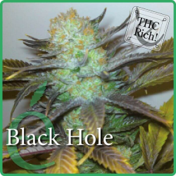 Black Hole - élite Seeds