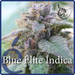 Blue Elite Indica - élite Seeds