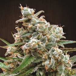 Nepal Jam - ACE Seeds