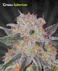 Trans Siberian - Auto Seeds