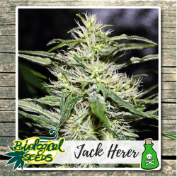 Jack Herer - Biological Seeds