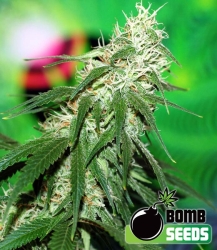 Buzz Bomb Reg. - Bomb Seeds