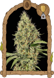 Gipsy Widow - Exotic Seeds